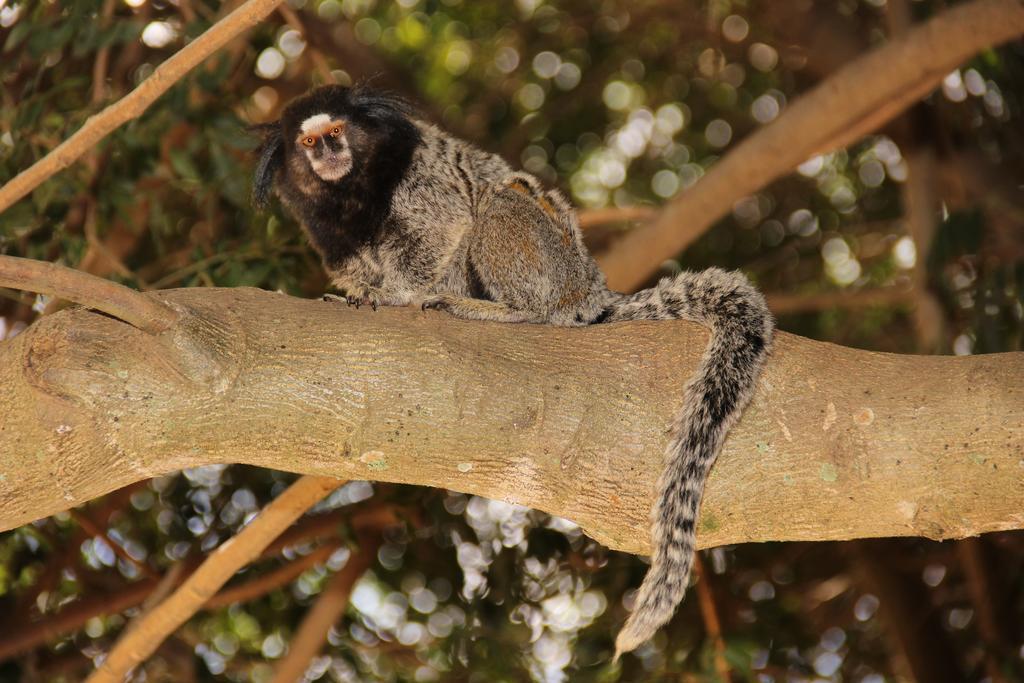 Hotel Fazenda Poços de Caldas エクステリア 写真